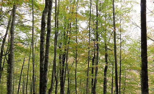 時(shí)尚洋氣100分的女孩名字大全:取名思路和小技巧