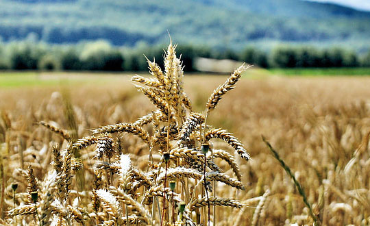 唐詩宋詞取名女孩名字大全