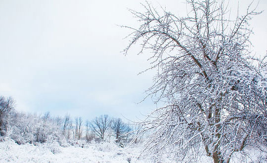屬木的女孩名字大全集：經典字推薦