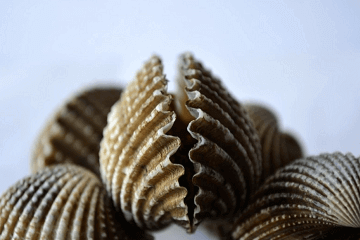 女孩名字簡單大方洋氣鼠年