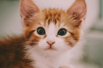 洋氣溫馨寵物用品店起名，大氣簡單的寵物用品店取名