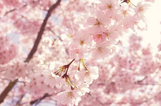 納蘭詞里扒出的ins風網名，太驚艷了！