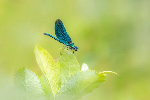 網名大全丨網名內涵有深意的昵稱簡單干凈的
